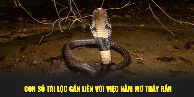 Nằm Mơ Thấy Rắn - Luận Giải Chi Tiết Cùng Số Tài Lộc 3 Con số tài lộc gắn liền với việc nằm mơ thấy rắn