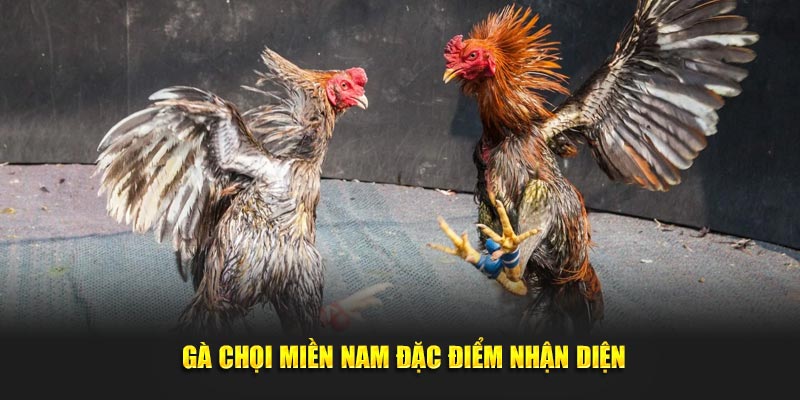 Gà Chọi Các Thông Tin Quan Trọng Người Chơi Cần Biết 3 Gà chọi miền Nam đặc điểm nhận diện