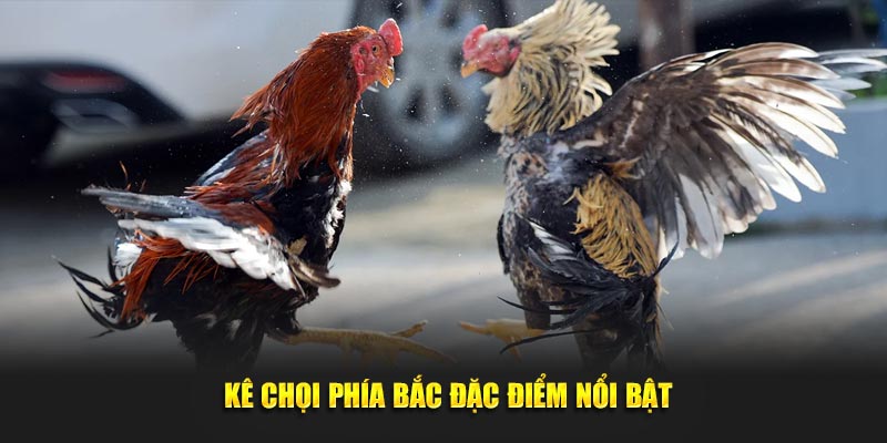 Gà Chọi Các Thông Tin Quan Trọng Người Chơi Cần Biết 2 Kê chọi phía Bắc đặc điểm nổi bật