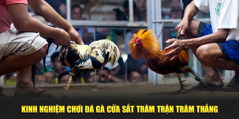 Đá Gà Cựa Sắt Kubet88 - Điểm Đến Thỏa Mãn Với Mọi Đam Mê 3 Kinh nghiệm chơi đá gà cựa sắt trăm trận trăm thắng