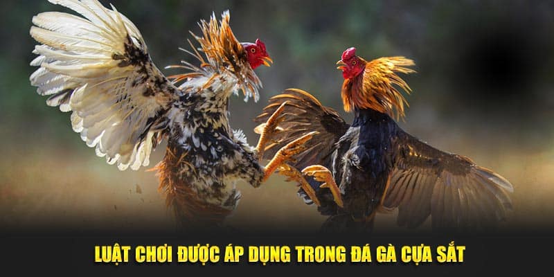 Đá Gà Cựa Sắt Kubet88 - Điểm Đến Thỏa Mãn Với Mọi Đam Mê 2 Luật chơi được áp dụng trong đá gà cựa sắt