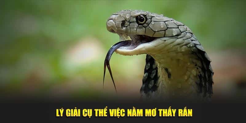 Nằm Mơ Thấy Rắn - Luận Giải Chi Tiết Cùng Số Tài Lộc 2 Lý giải cụ thể việc nằm mơ thấy rắn