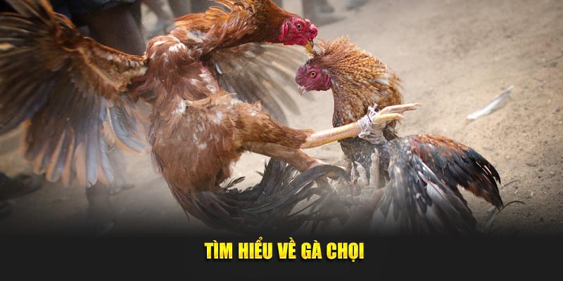 Gà Chọi Các Thông Tin Quan Trọng Người Chơi Cần Biết 1 Tìm hiểu về gà chọi