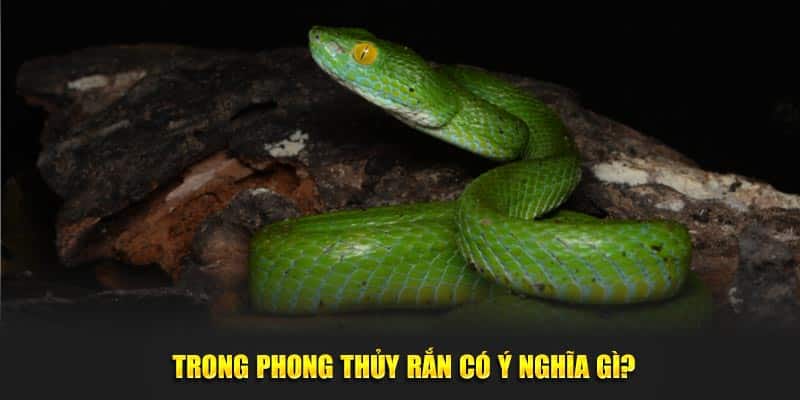 Nằm Mơ Thấy Rắn - Luận Giải Chi Tiết Cùng Số Tài Lộc 1 Trong phong thủy rắn mang ý nghĩa như thế nào?