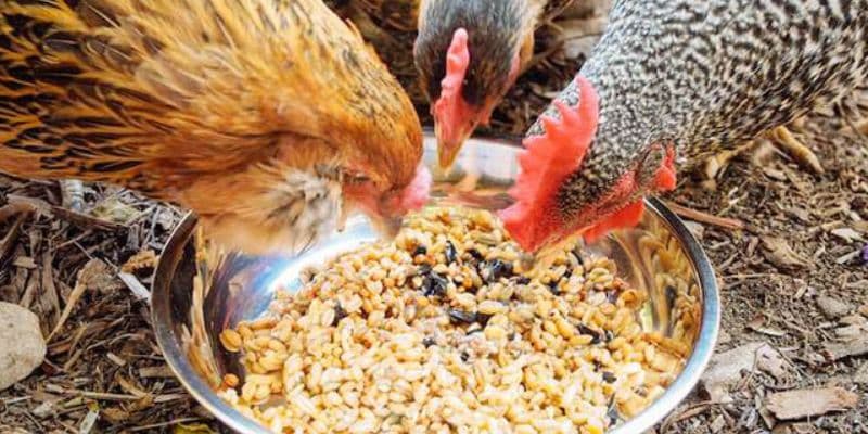 Gà Chọi Anh - Đặc Điểm Cơ Bản Và Cách Nuôi Đúng Kỹ Thuật 3 Quy trình chọn thức ăn khoa học