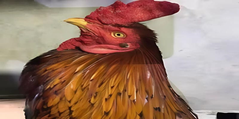 Gà Cao Lãnh - Mãn Nhãn Cùng Với Những Đòn Đánh Đỉnh Cao 3 Cách nhận định được chiến kê có sức mạnh