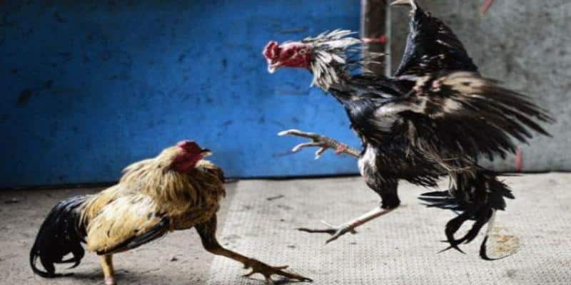 Hướng Dẫn Chọn Giống Gà Đá Để Giành Mọi Chiến Thắng 3 Ngoại hình của gà chiến ảnh hưởng tới lối đá