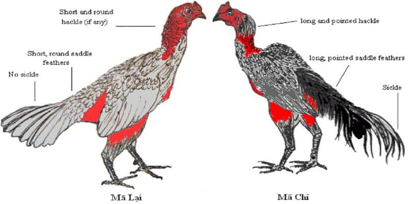 Hướng Dẫn Chọn Giống Gà Đá Để Giành Mọi Chiến Thắng 1 Kubet88 hướng dẫn chọn chiến kê qua ngoại hình