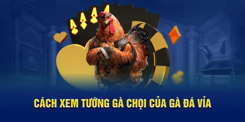 Hướng Dẫn Cách Xem Tướng Gà Chọi Chuẩn Tại Kubet88 4 Cách xem tướng gà chọi của gà đá vỉa