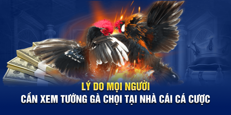 Hướng Dẫn Cách Xem Tướng Gà Chọi Chuẩn Tại Kubet88 1 Lý do mọi người cần xem tướng gà chọi tại nhà cái cá cược