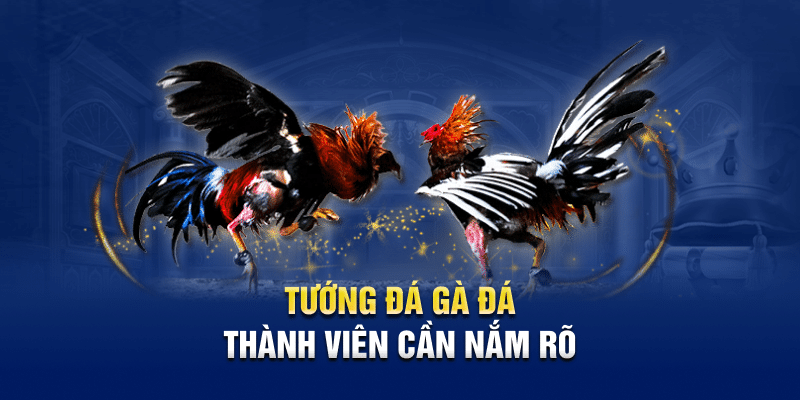 Hướng Dẫn Cách Xem Tướng Gà Chọi Chuẩn Tại Kubet88 2 Tướng đá gà đá hầu thành viên cần nắm rõ
