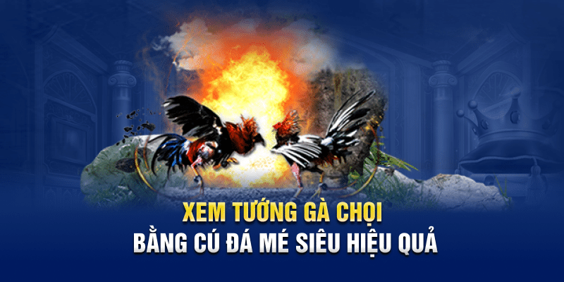 Hướng Dẫn Cách Xem Tướng Gà Chọi Chuẩn Tại Kubet88 3 Xem tướng gà chọi bằng cú đá mé siêu hiệu quả