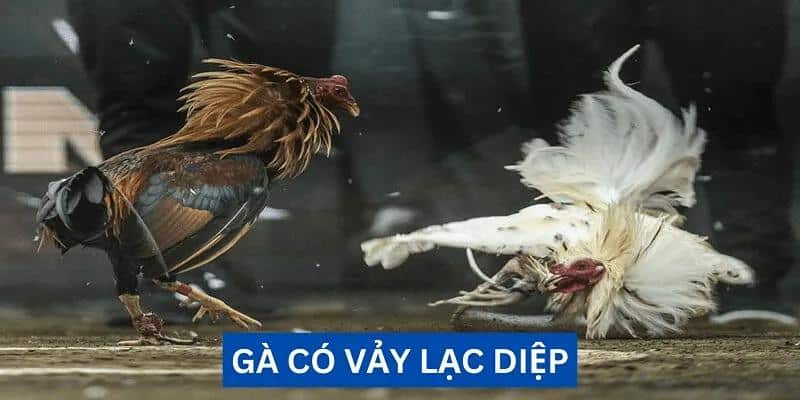 Tìm hiểu về vẩy gà lạc diệp