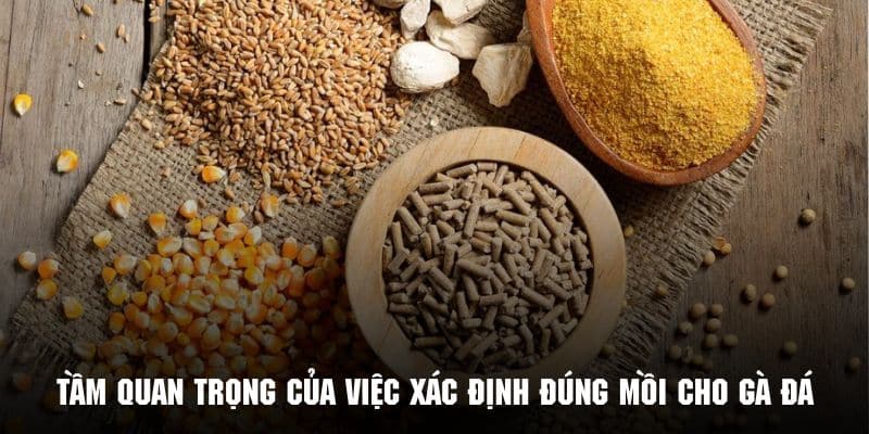 Mồi Cho Gà Đá - Bí Kíp Bổ Sung Dinh Dưỡng Từ Kubet88 1 Khám phá lý do vì sao cần có mồi cho gà đá chuẩn nhất