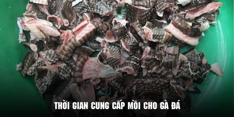 Mồi Cho Gà Đá - Bí Kíp Bổ Sung Dinh Dưỡng Từ Kubet88 3 Cung cấp nguồn dinh dưỡng cho chiến kê theo thời gian thích hợp